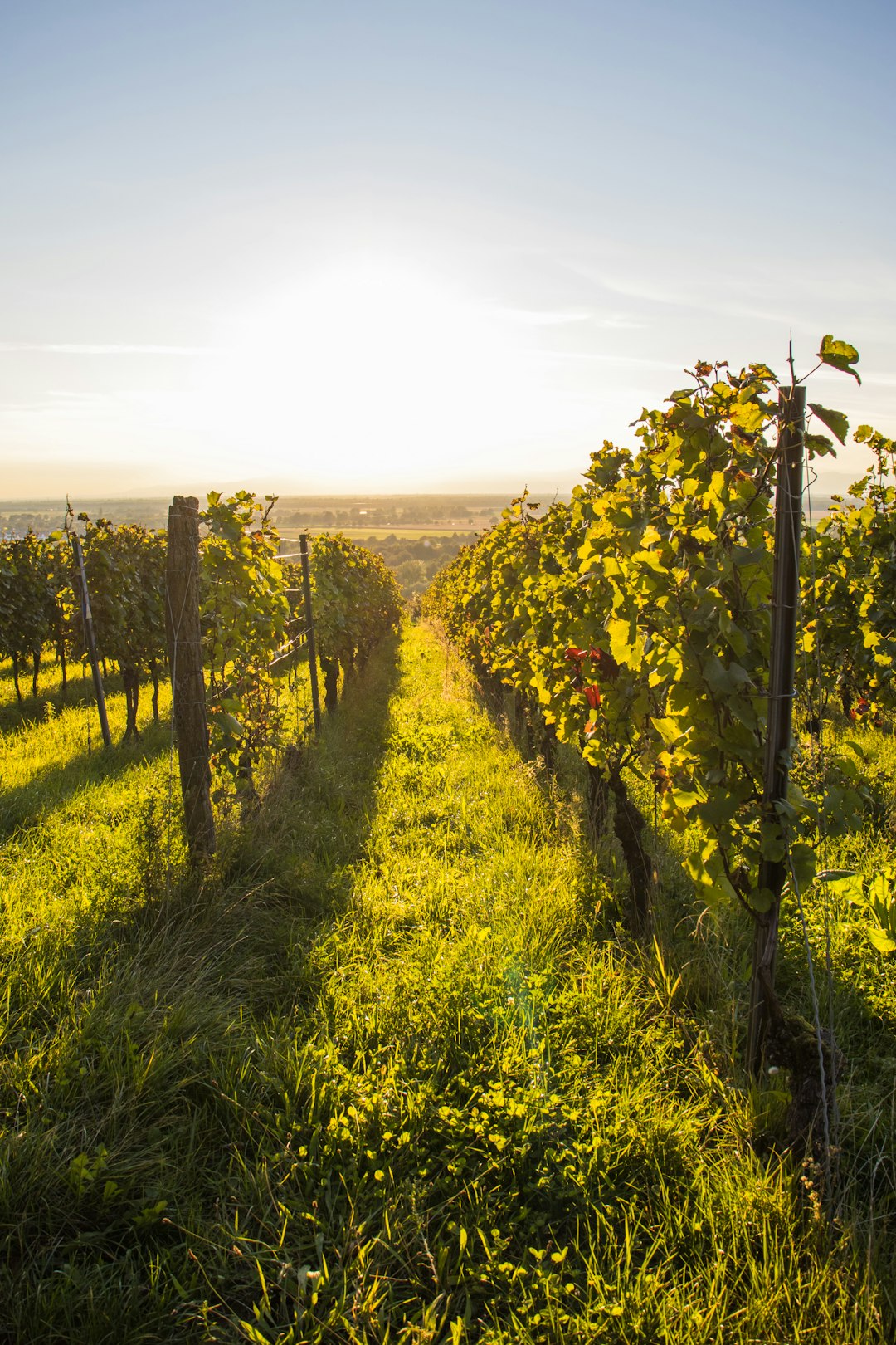 rows-of-grapevines-in-a-sunlit-vineyard-dpnmkutv5d4