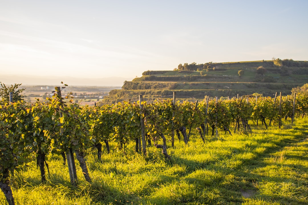 vineyard-rows-bathed-in-golden-sunlight-on-a-hill-gm3k8cdfr-q